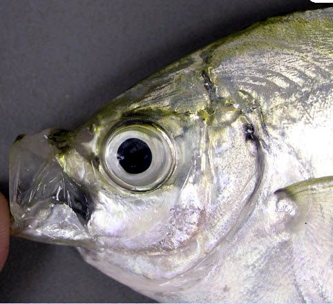 Chloroscombrus chrysurus_05